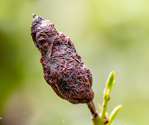 Chez wasp ?  Australia,Geotagged,Summer