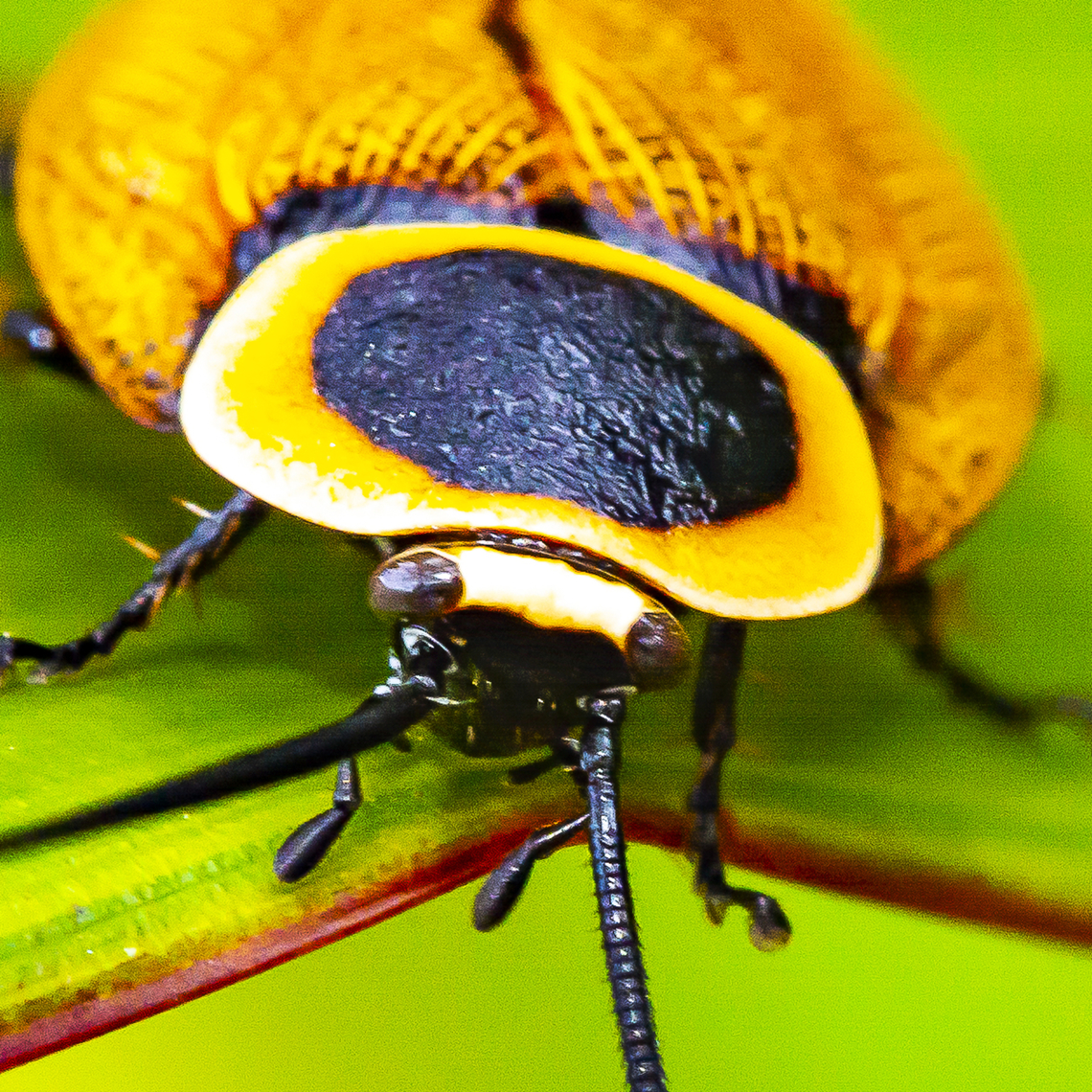 Austral Ellipsidion Cockroach - Ellipsidion australe If we were small Austral Ellipsidion Cockroach,Australia,Ellipsidion australe,Geotagged,Summer