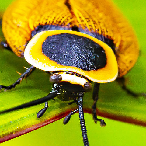 Austral Ellipsidion Cockroach - Ellipsidion australe If we were small Austral Ellipsidion Cockroach,Australia,Ellipsidion australe,Geotagged,Summer