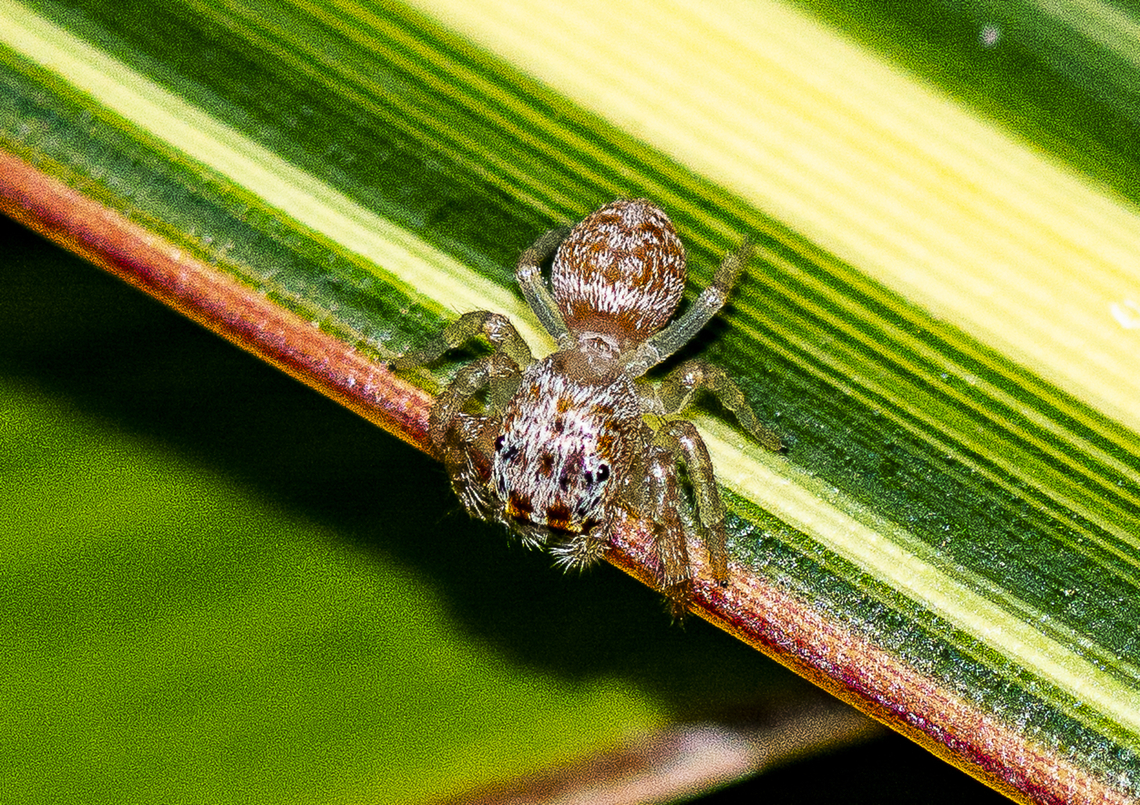 Jumping Spider  Australia,Geotagged,Summer