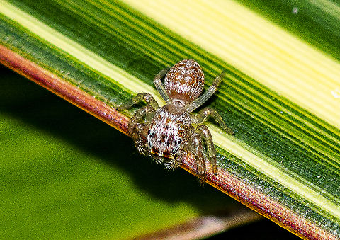 Jumping Spider  Australia,Geotagged,Summer