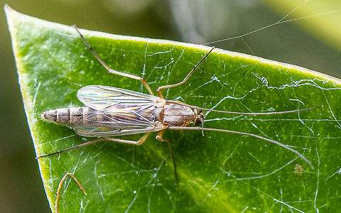 Non-biting Midge - Chironomus sp  Australia,Buzzer Midge,Chironomus plumosus,Female,Geotagged,Stenochironomus hilaris,Summer