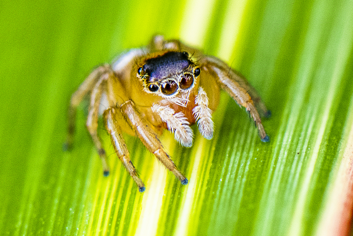 Jumper Front - Hypoblemum scutulatum  Australia,Geotagged,Hypoblemum scutulatum,Summer,White-banded House Jumping Spider