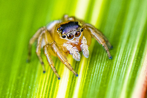 Jumper Front - Hypoblemum scutulatum  Australia,Geotagged,Hypoblemum scutulatum,Summer,White-banded House Jumping Spider
