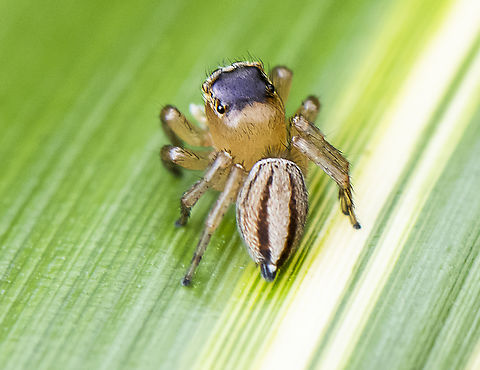 Jumper Rear - Hypoblemum scutulatum  Australia,Geotagged,Hypoblemum scutulatum,Summer,White-banded House Jumping Spider