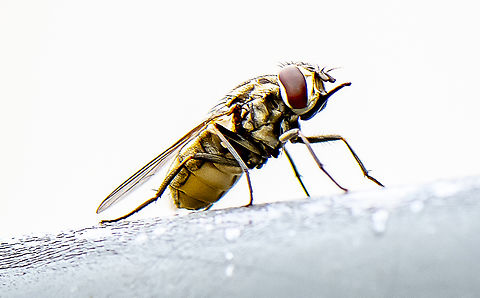 Stable Fly  Australia,Geotagged,Stable fly,Stomoxys calcitrans,Summer