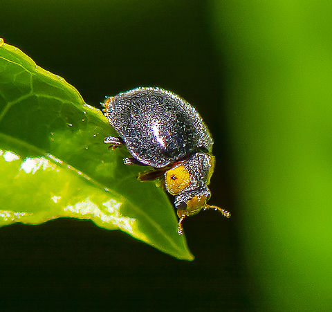 Yellow-Shouldered Ladybird - Apolinus lividigaster A 'cleaned-up' version of an earlier post Apolinus lividigaster,Australia,Geotagged,Summer,Yellow-shouldered ladybird