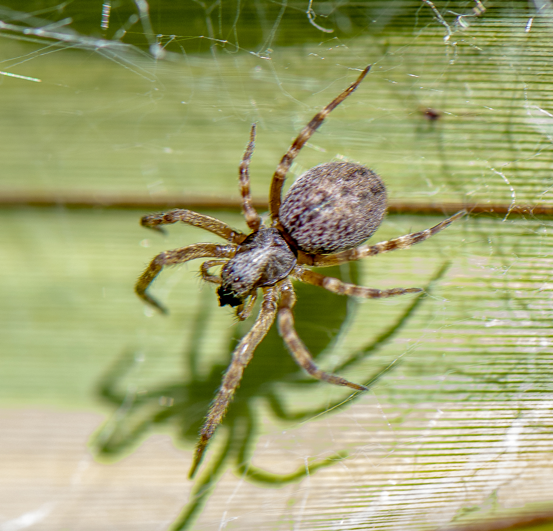 Prowling - Badumna longinqua ♀ This spider was found in &#039;messy&#039; webbing on a green plant Australia,Badumna longinqua,Geotagged,Summer