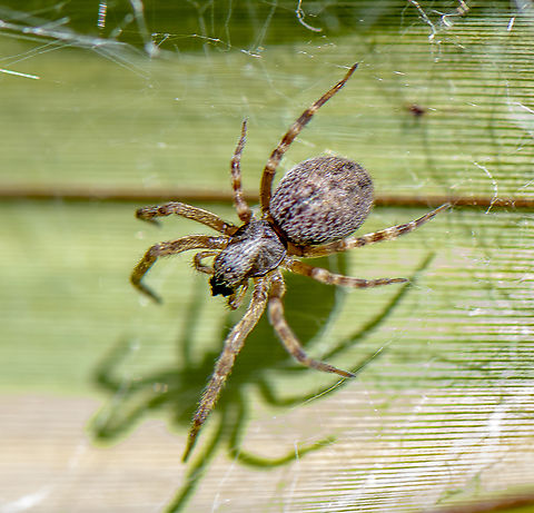 Prowling - Badumna longinqua ♀ This spider was found in 'messy' webbing on a green plant Australia,Badumna longinqua,Geotagged,Summer