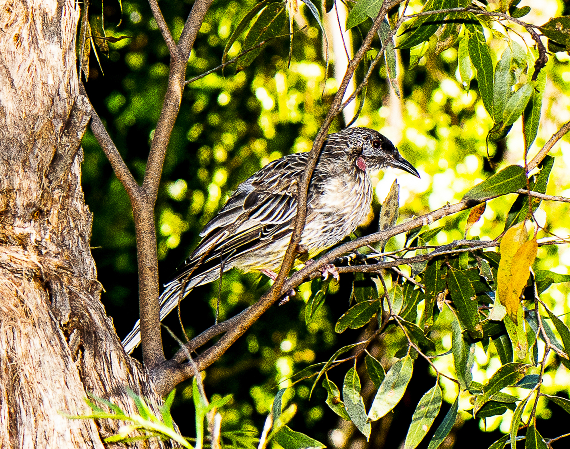 Red Wattle Bird  Anthochaera carunculata,Australia,Geotagged,Red wattlebird,Summer