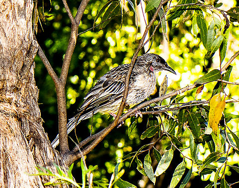Red Wattle Bird  Anthochaera carunculata,Australia,Geotagged,Red wattlebird,Summer