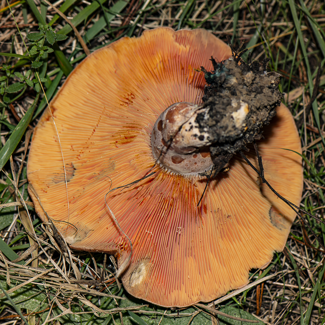 Saffron Milk Cap - Lactarius deliciosus  Australia,Fall,Geotagged,Lactarius deliciosus,Saffron milk cap