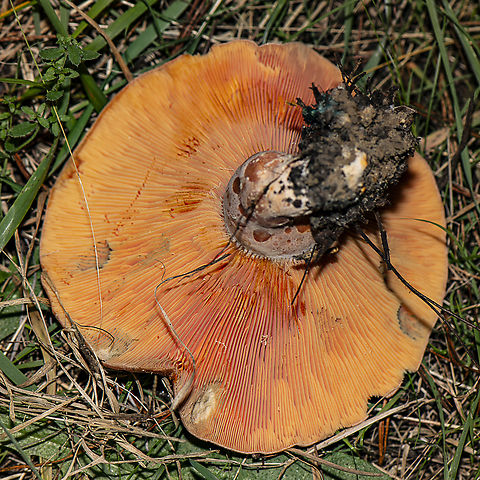 Saffron Milk Cap - Lactarius deliciosus  Australia,Fall,Geotagged,Lactarius deliciosus,Saffron milk cap