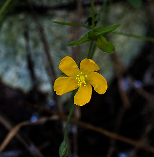 Pretty in yellow  Australia,Fall,Geotagged