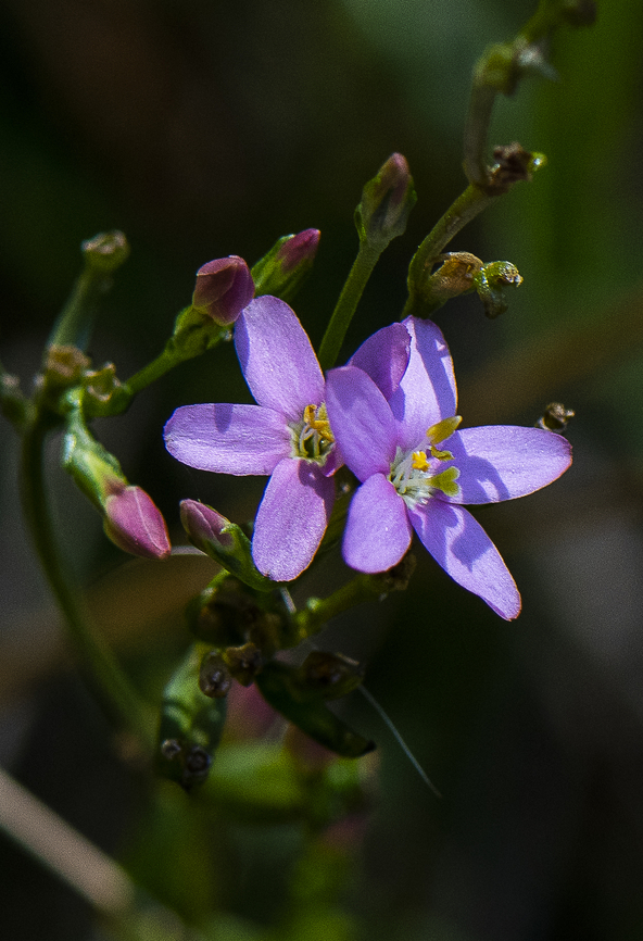 Pretty plant - Common Centaury -  Centaurium erythraea An introduced weed Australia,Centaurium erythraea,Common Centaury,Fall,Geotagged,Narrow-leaf Trigger Plant,Stylidium lineare