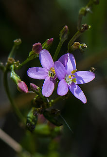Pretty plant - Common Centaury -  Centaurium erythraea An introduced weed Australia,Centaurium erythraea,Common Centaury,Fall,Geotagged,Narrow-leaf Trigger Plant,Stylidium lineare