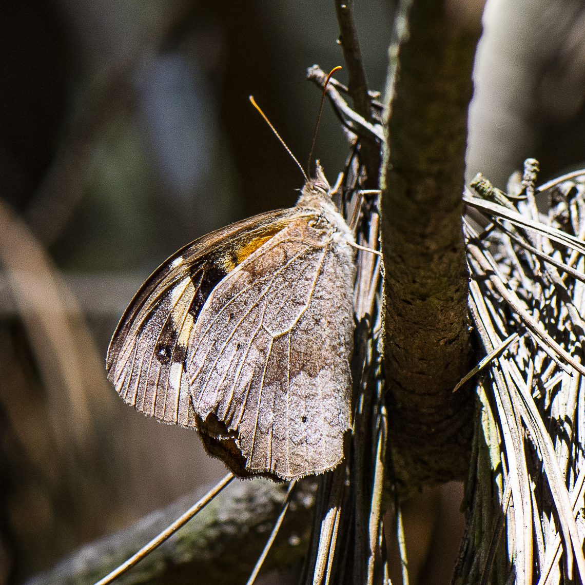 Heteronympha merope (Fabricius, 1775) Common Brown ?  Australia,Common Brown,Fall,Geotagged,Heteronympha merope