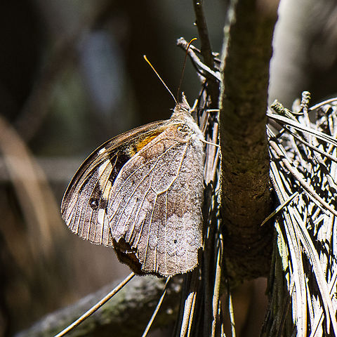 Heteronympha merope (Fabricius, 1775) Common Brown ?  Australia,Common Brown,Fall,Geotagged,Heteronympha merope