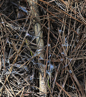 Slug Mucous  Australia,Fall,Geotagged