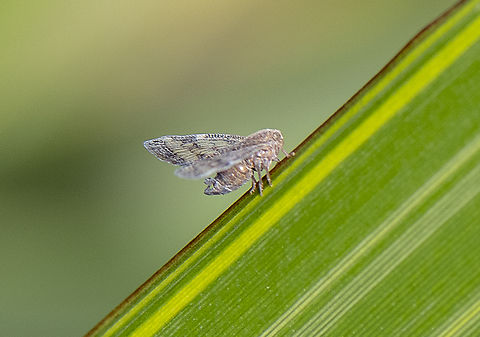 Planthopper - Passion-vine Hopper - Scolypopa australis  Australia,Fall,Geotagged,Passionvine hopper,Scolypopa australis