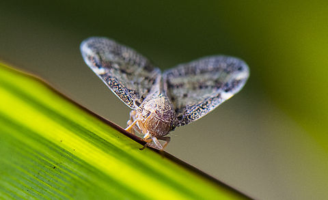 Planthopper - Passion-vine Hopper - Scolypopa australis  Australia,Fall,Geotagged,Passionvine hopper,Scolypopa australis