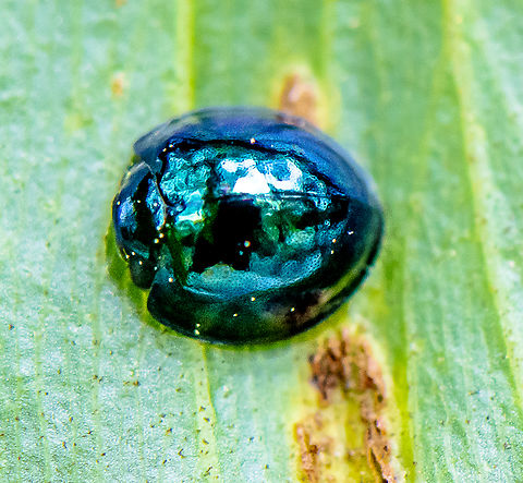 Halmus chalybeus  Australia,Geotagged,Halmus chalybeu,Halmus chalybeus,Summer