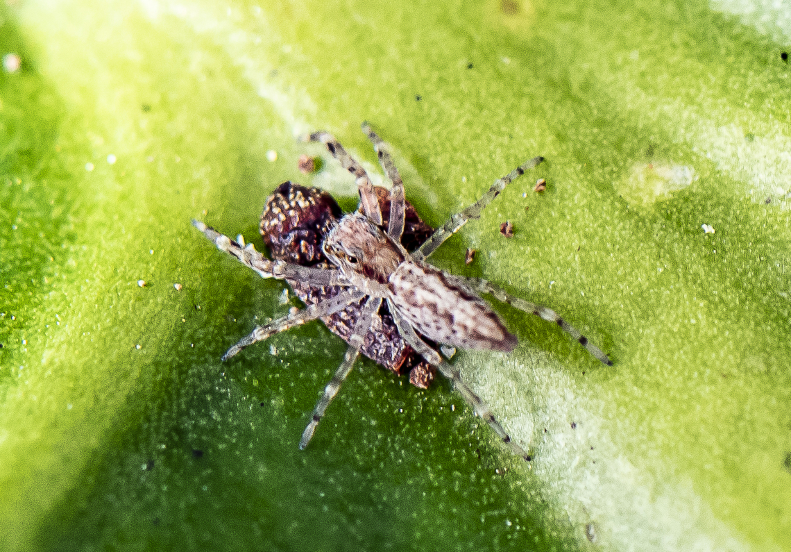 Jumping Spider - Helpis minitabunda female  Australia,Fall,Geotagged,Helpis minitabunda