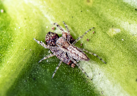 Jumping Spider - Helpis minitabunda female  Australia,Fall,Geotagged,Helpis minitabunda