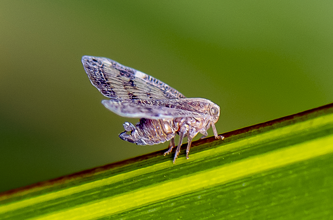 Planthopper - Passion-vine Hopper - Scolypopa australis  Australia,Fall,Geotagged,Passionvine hopper,Scolypopa australis