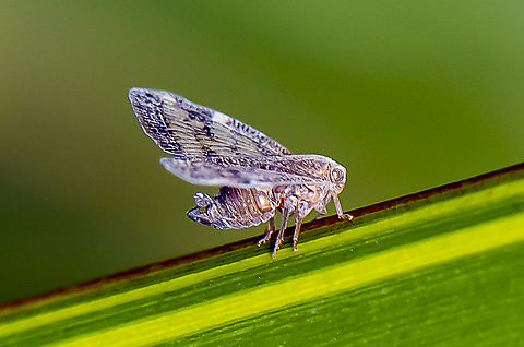 Planthopper - Passion-vine Hopper - Scolypopa australis  Australia,Fall,Geotagged,Passionvine hopper,Scolypopa australis