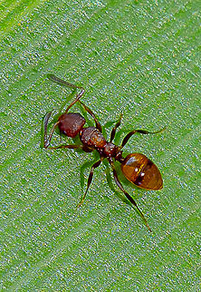 Nice ant  Australia,Geotagged,Summer