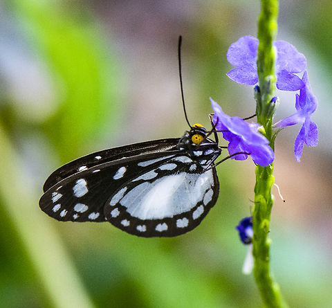 Hamadryad &ndash; Tellervo zoilus  Australia,Fall,Geotagged,Hamadryad,Tellervo zoilus