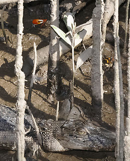 Saltwater Crocodile This female croc may have the other eye on the male fiddler crab deeper in the mangrove Australia,Crocodylus porosus,Fall,Geotagged,Saltwater crocodile,Spring