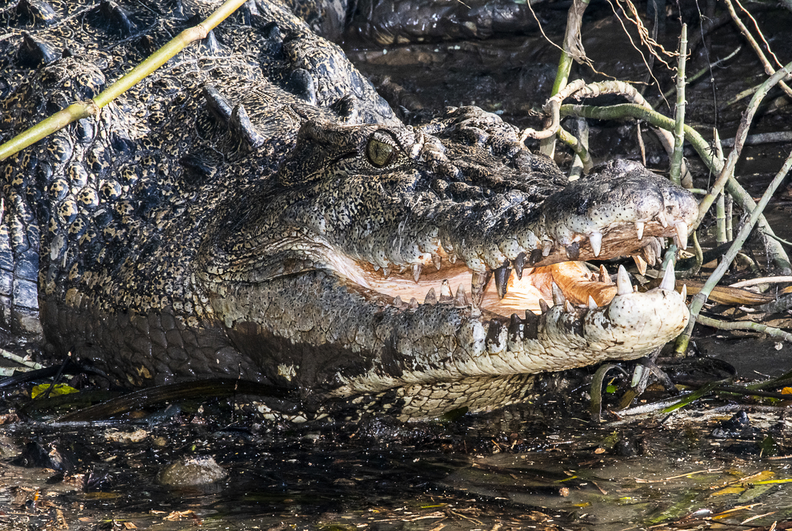 Saltwater Smile - Crocodile Waiting for the tide to come in to float off the mangrove bank Australia,Crocodylus porosus,Fall,Geotagged,Saltwater crocodile
