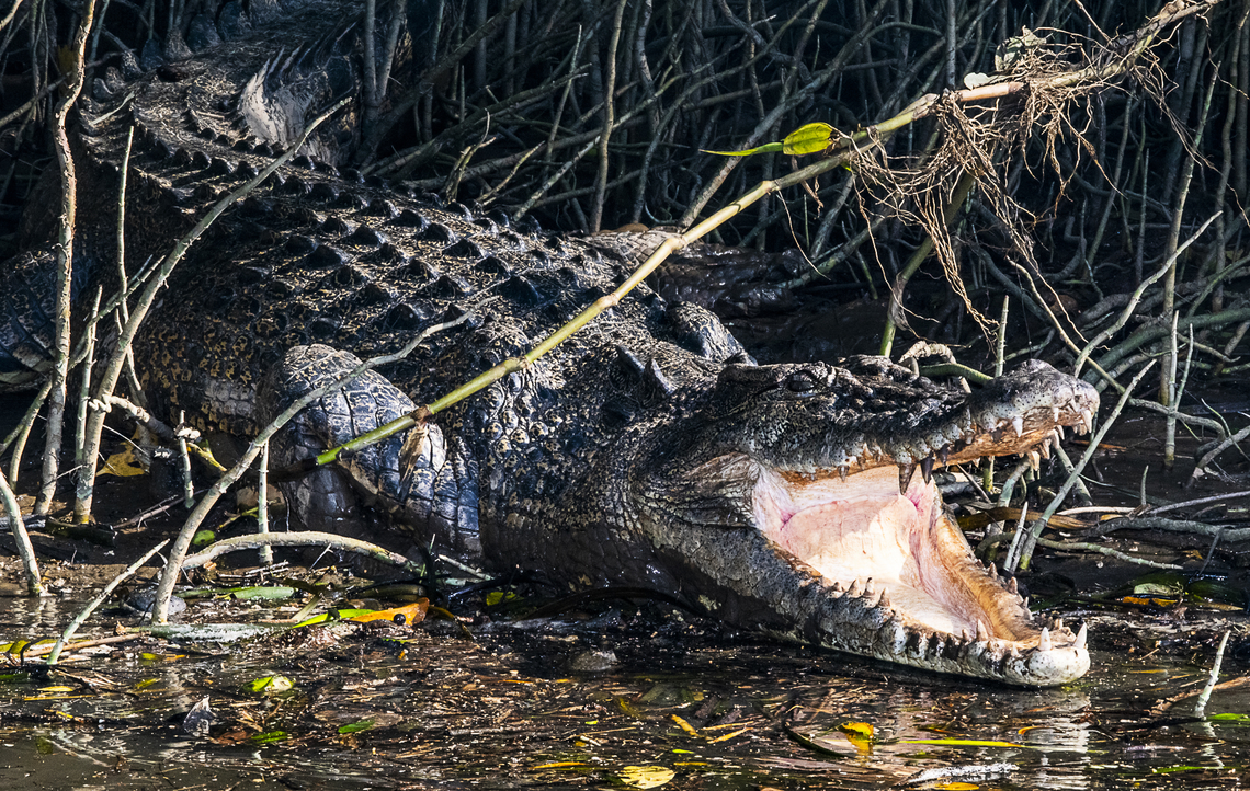 Long Croc - Saltwater Crocodile  Australia,Crocodylus porosus,Fall,Geotagged,Saltwater crocodile