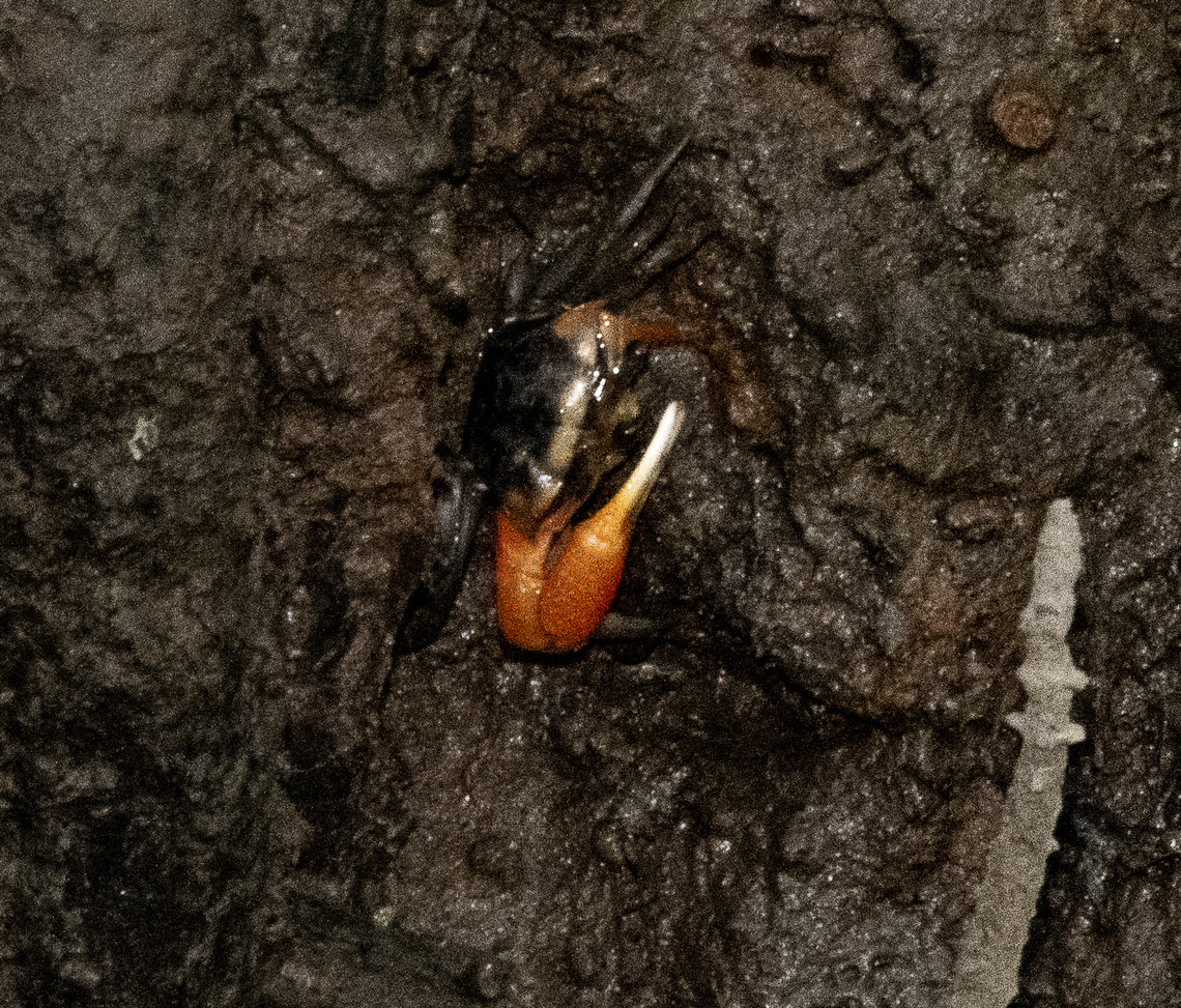 Male Fiddler Crab in the Mangrove - Uca coarctata  Australia,Fall,Geotagged,Uca coarctata