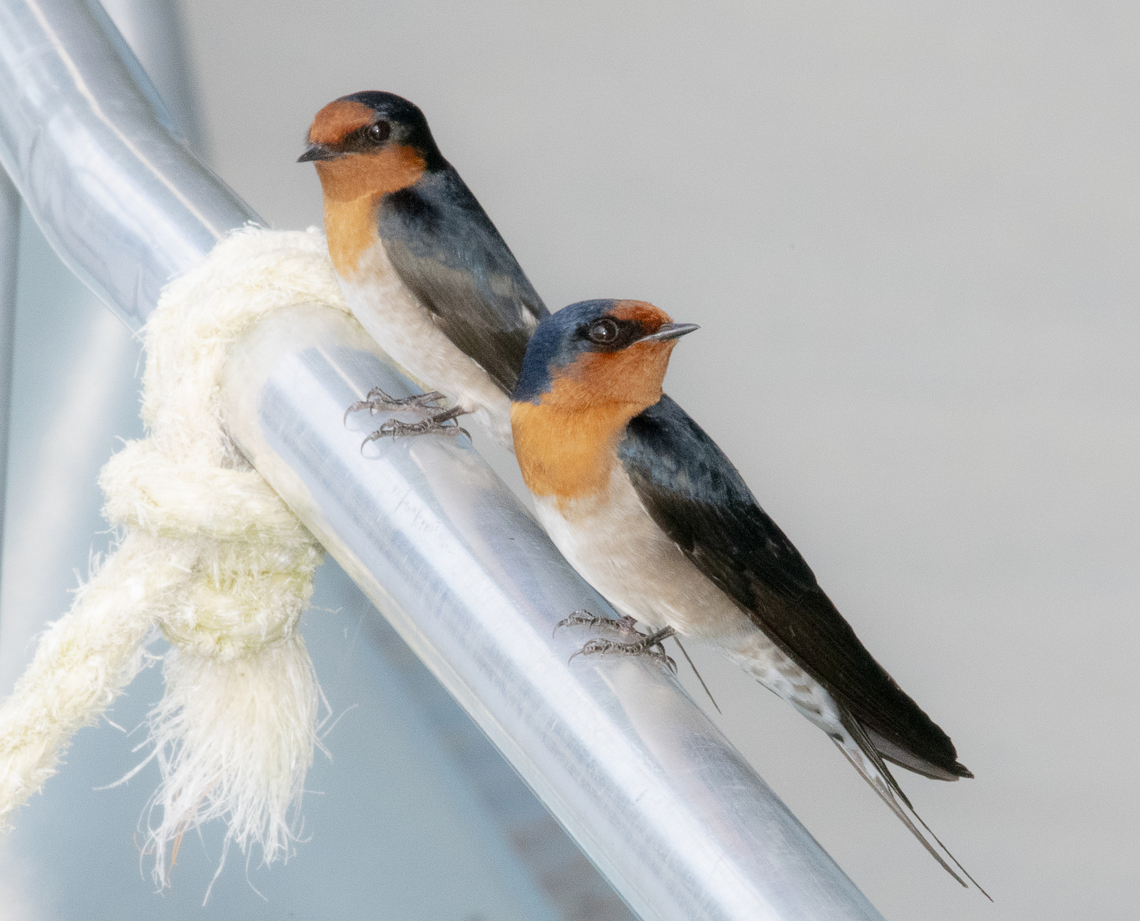 Welcome Swallows Not easily spooked this pair looked keen for a river cruise Australia,Fall,Geotagged,Hirundo neoxena,Welcome Swallow