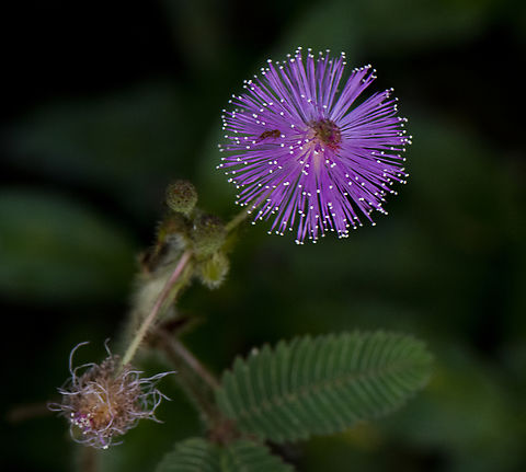 Mimosa Pudica - sensitive plant  Australia,Fall,Geotagged,Mimosa pudica,Sensitive Plant