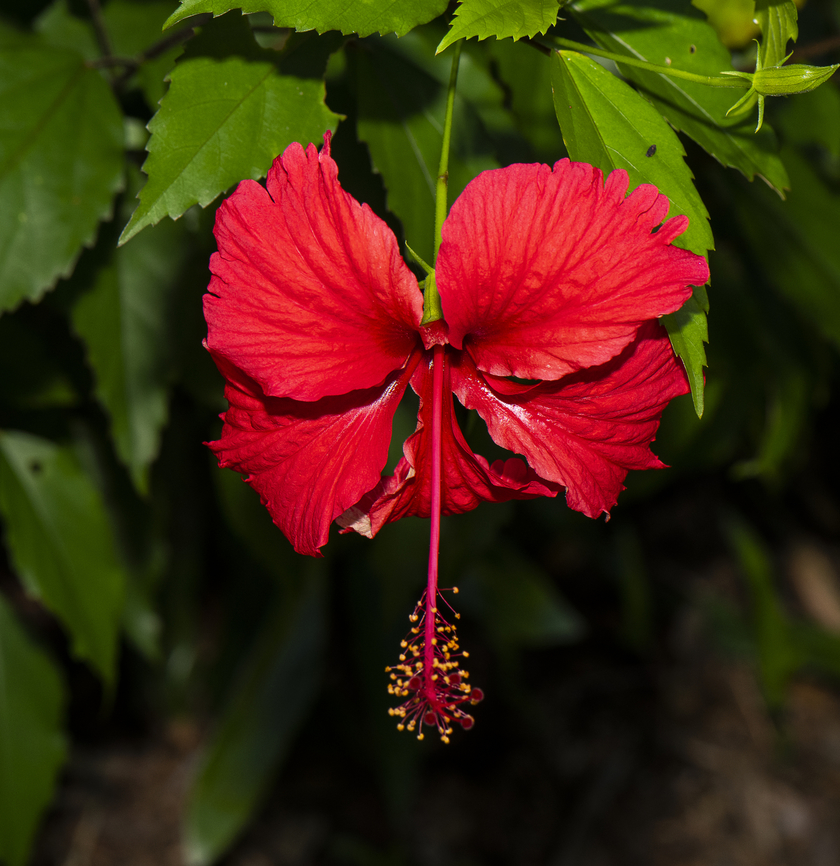 Hibiscus - Hibiscus rosasinensis Classified as an environmental weed. But how beautiful Australia,Chinese hibiscus,Fall,Geotagged,Hibiscus rosa-sinensis