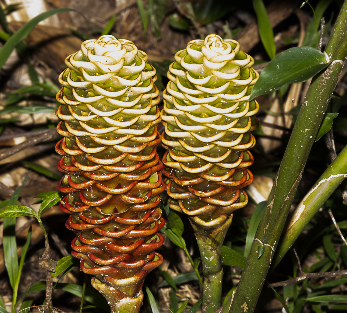 Beehive Ginger - Zingiber spectabile  Australia,Fall,Geotagged,Zingiber spectabile