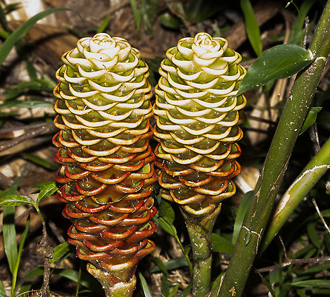 Beehive Ginger - Zingiber spectabile  Australia,Fall,Geotagged,Zingiber spectabile