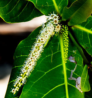 Sea almond  Australia,Fall,Geotagged,Sea Almond,Terminalia catappa
