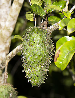 Soursop - guanabana, graviola  Annona muricata,Australia,Fall,Geotagged,Soursop