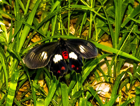 Beautiful Flutters - Pachliopta polydorus  Australia,Fall,Geotagged,Pachliopta polydorus,Red-bodied swallowtail