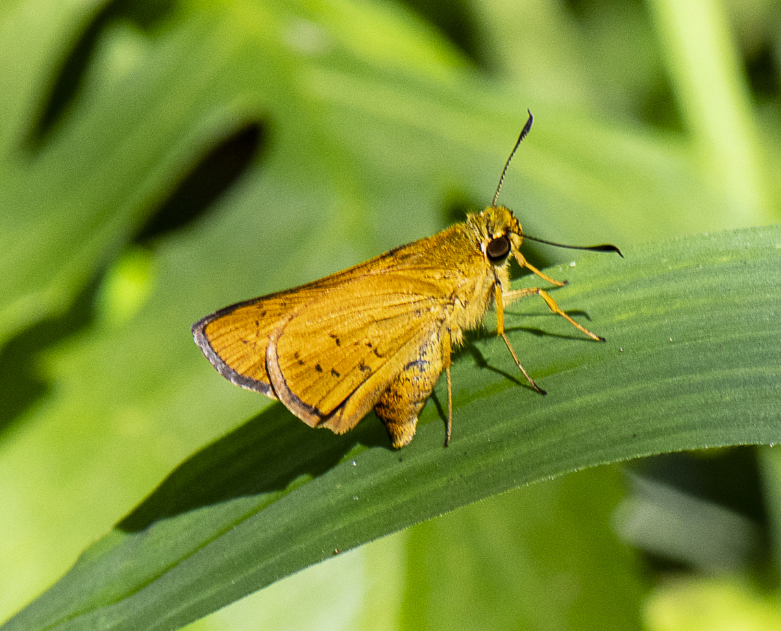 Golden beauty - Yellow palm dart  Australia,Cephrenes trichopepla,Fall,Geotagged,Yellow palm dart