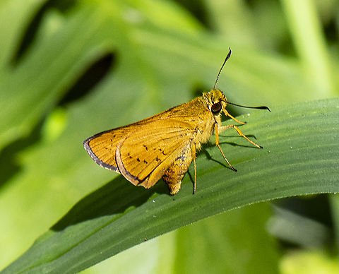 Golden beauty - Yellow palm dart  Australia,Cephrenes trichopepla,Fall,Geotagged,Yellow palm dart