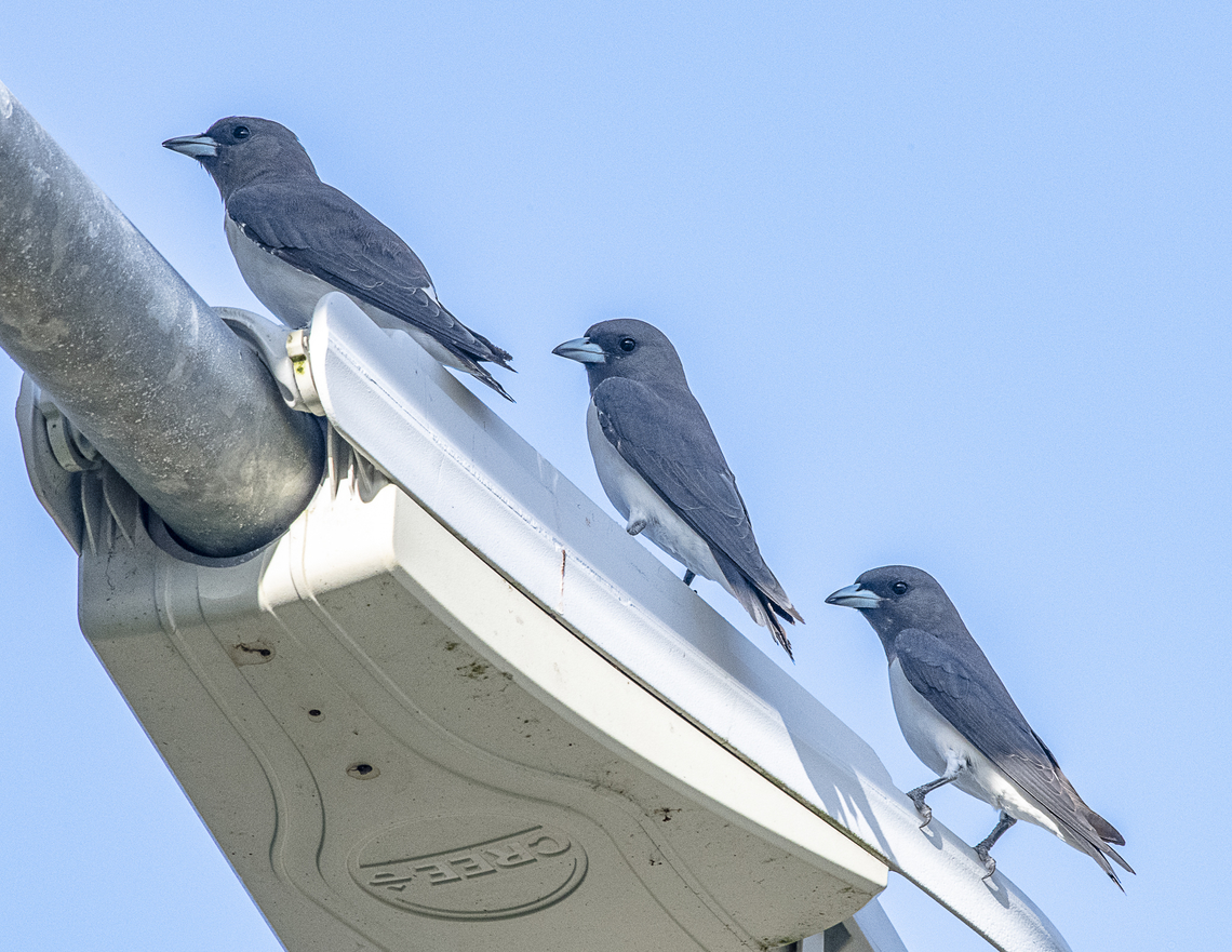 Triple Trouble - White breasted woodswallow Very butcherbird like in appearnace and habit Artamus leucorynchus,Australia,Fall,Geotagged,White-breasted woodswallow