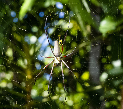 Northern Giant Golden Orb Spider I'm glad I didn't walk through this web. 
The golden 'silk' is apparent Australia,Fall,Geotagged,Nephila pelipes,Nephila pilipes