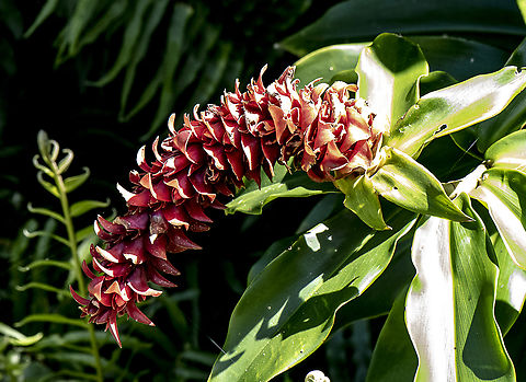 Tapeinochilos ananassae - Back scratcher ginger plant  Fall,Geotagged,Red Ginger,Tapeinochilos ananassae