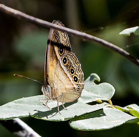 Orange Bush Brown  Australia,Fall,Geotagged,Morpho peleides,Mycalesis terminus,Peleides Blue Morpho